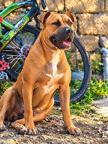 Pitbul, 2 il, Erkək