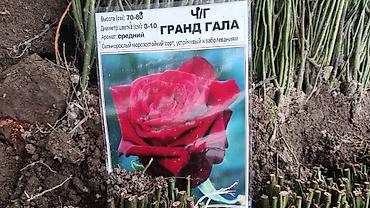 Роза: Саженцы — 9