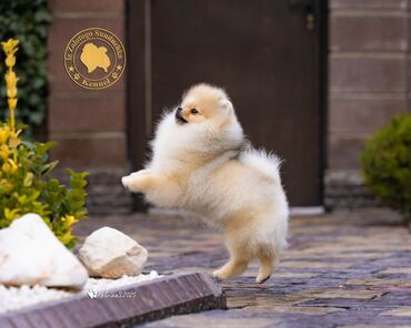 Продажа собак: Шпиц, 3 месяца, Самец, С прививкой, С родословной — 11