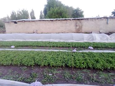 Другие овощные культуры: Продаю рассада помидора новичок стаканчик китайский гибрит и риогранд — 9