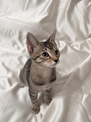 кошки мальчик: 3 месяца, Мальчик, Приучена к лотку, Проглистована — 1