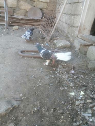ucan: 19 tük xırdaleley əfqanka ərkey 30 manat uçuşun bilmirəm. Göykəmər — 1