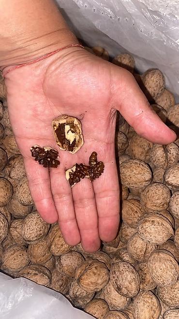 кап орех: Грецкий орех в скорлупе свежие вкусные натуральные грецкие орехи — 3