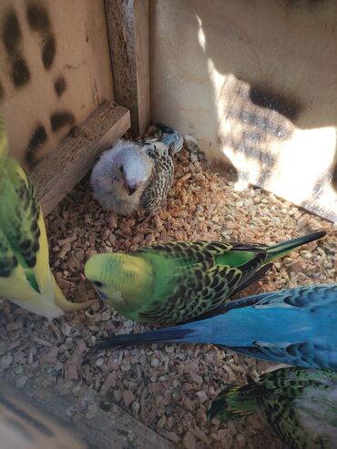 Akvarium aksessuar və ləvazimatları: Bala verən quşlardi erkəy disi 3 balasi qəfəs qarisiq 85 Azn