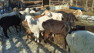 Бараны, овцы: Продаю | Баран (самец) | Полукровка | Для разведения | Кастрированные — 1