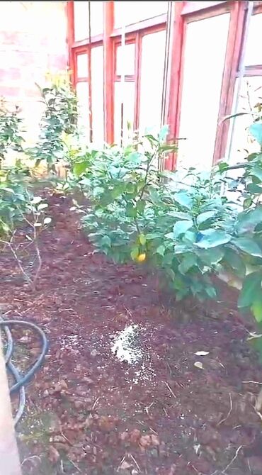 Həyət evləri və villaların satışı: 3 otaqlı, 670 kv. m, Kredit yoxdur, Orta təmir — 22