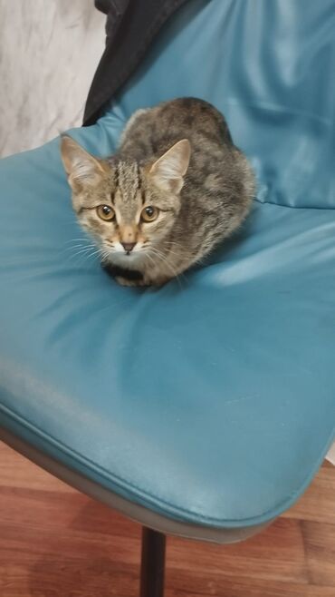 Pişiklər: Türk anqora -da lalafo.az — 21 Pişiklər: Türk anqora — 21