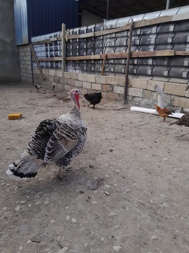 bakıda pişik satışı: 110 manat 1 hinduşka 2 bala cavan hinduşka iyne derman olunub tecili
