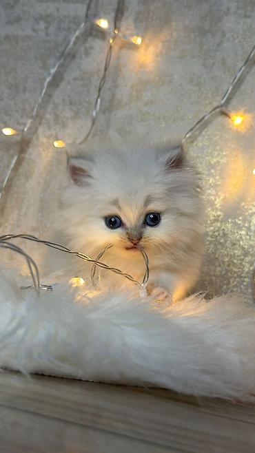 Pişiklər: Britan — 3