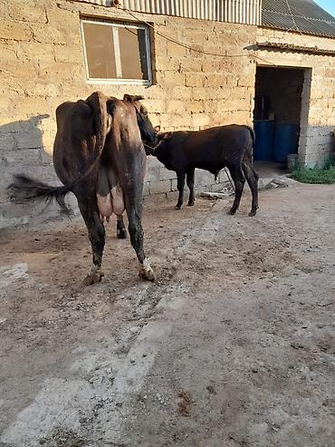 inək adı: 20 litir sud verir 4 aydi dogdugu 4cu qarnidi erkey balasi var — 3