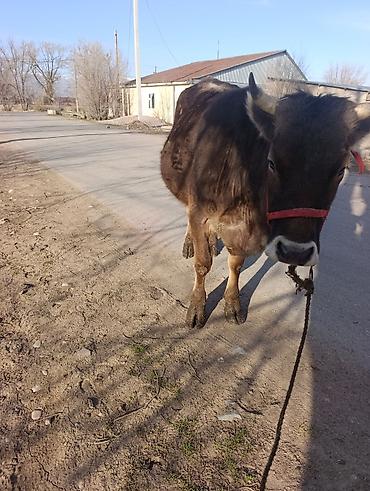 Коровы, быки: Продаю | Корова (самка) | Для молока | Привязанные — 2