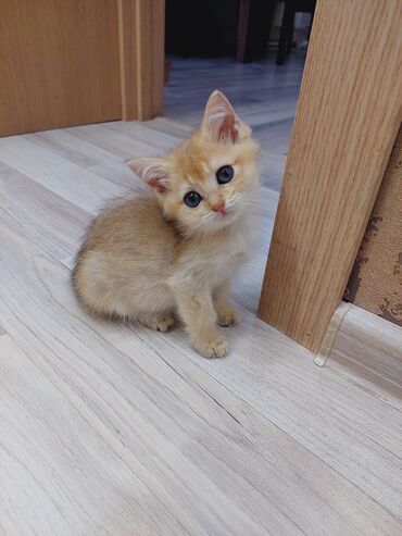 Pişiklər: Qızıl şinşilla, Erkək, Dişi, Yaxşı əllərə, Ünvandan götürmə -da lalafo.az — 12 Pişiklər: Qızıl şinşilla, Erkək, Dişi, Yaxşı əllərə, Ünvandan götürmə — 12