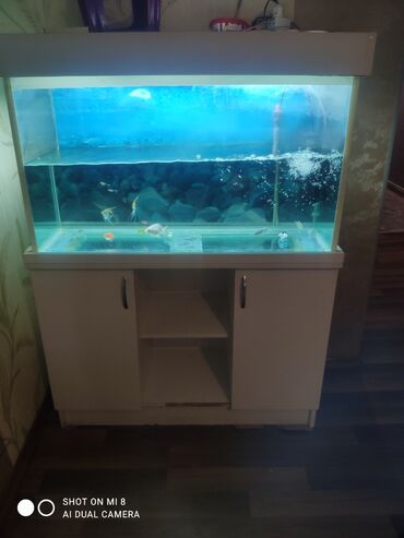 аквариум без рыб: Köçlə bağlı satılır 180 mana kamotu,filteri,qızdırıcısı,toru