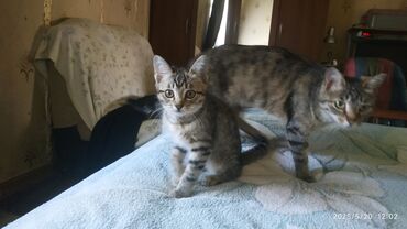 кошка бесплатная: Мышык бекер берилет: Породасыз, 3 айлык, Эркек