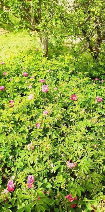 Bağ evlərinin satışı: Zeynalabdin Tağıyev, 100 kv. m, 3 otaqlı, Hovuzsuz, Qaz — 10