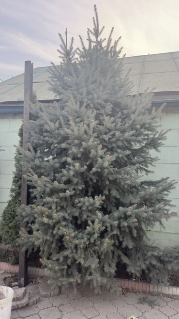 Декоративные деревья: Саженцы деревьев: Ели, Самовывоз — 9