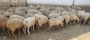 merinos qoyunu: Ehsanlıq və qurbanlıq üçün bəslənmiş təmiz quzular (Şəki) — 1