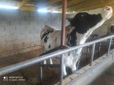болезни коров: Продаю | Тёлка | Голштин | Для разведения, Для молока