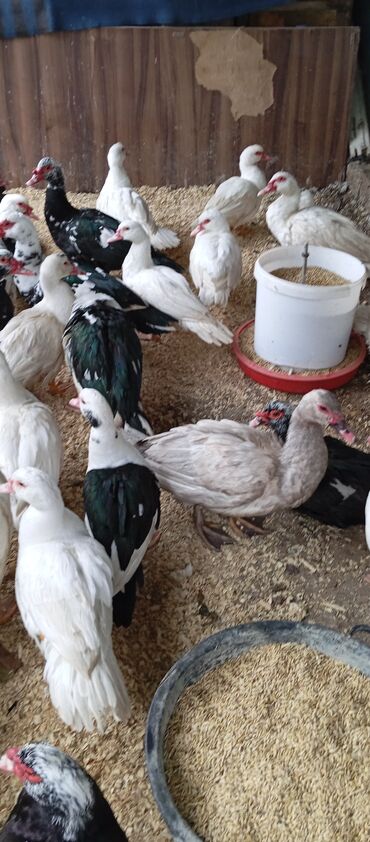 Ördəklər: Təcili satılır.Real alıcılar əlaqə saxlaya bilər — 2