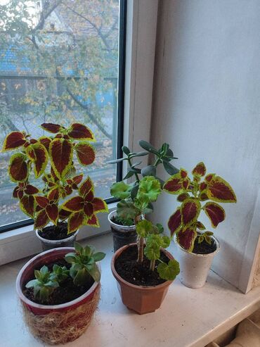 капельный орошения: Цветы комнатные все 5шт за