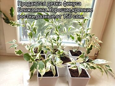 чищенные орехи: Продаю разные цветы.Фикусы Бенжамина. Есть и детки и взрослые
