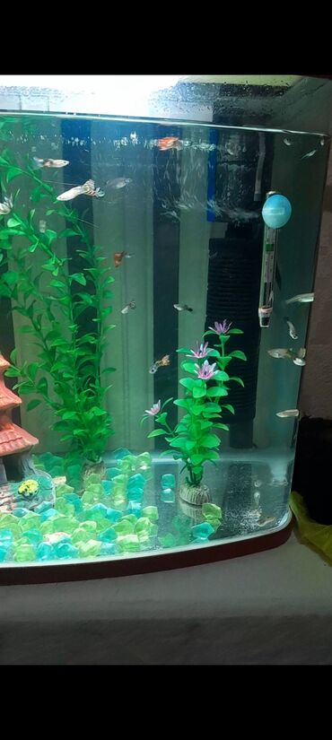 ток сатам: Продается заводской аквариум на 60-65 литров Есть рыбки породы Гупии