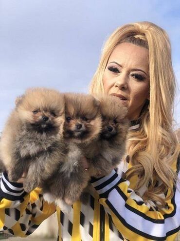 Psi: Pomeranski špic,Pomeranac,Pomeranian,Boo štenci Ako ste odgovorna — 5