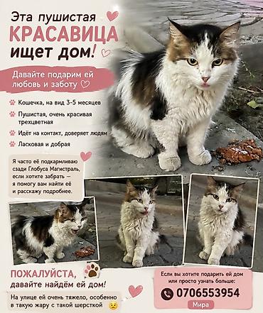 Мышыктар: Мышык бекер берилет: Породасыз, Ургаачы, Лотокко барууга үйрөтүлгөн — 5