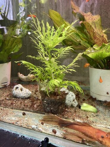 домашнии цветы: Аквариумные растения в горшочках В наличии несколько видов для