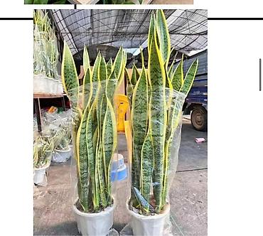 Другие комнатные растения: Женское счастье гигант сорт По городу доставка бесплатно Крупные — 71