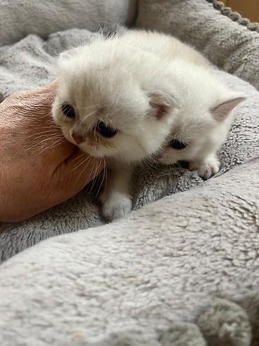 Pişiklər: Britan — 12