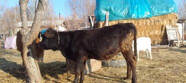 Коровы, быки: Продаю | Тёлка, Музоо, торпок | Абердин-ангус | На откорм | Искусственник — 5