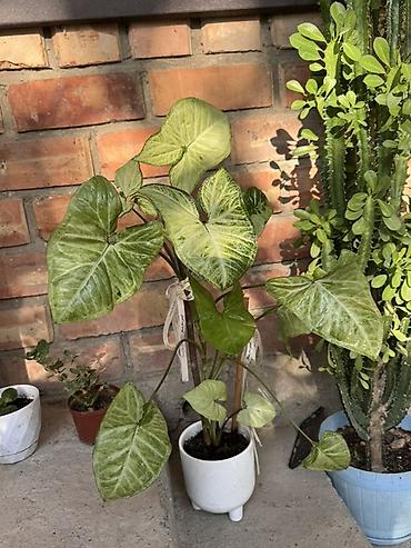 фитолампа: Сингониум (Syngonium podophyllum) в декоративном горшке - — 1