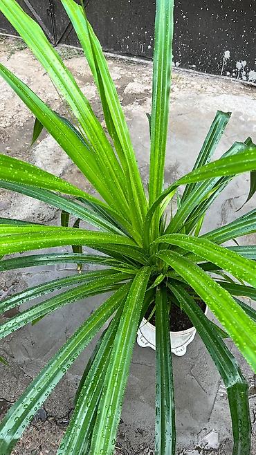 выращивание: Панданус (Pandanus) в горшке - Декоративно-лиственное растение с — 2