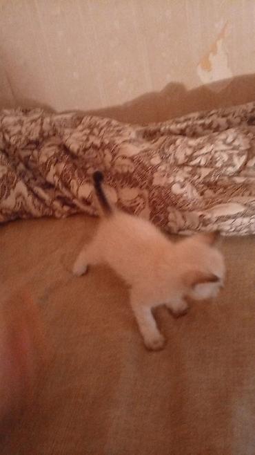 Pişiklər: Şotland — 10