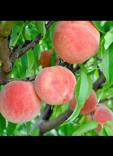 Малина: Малина — 17