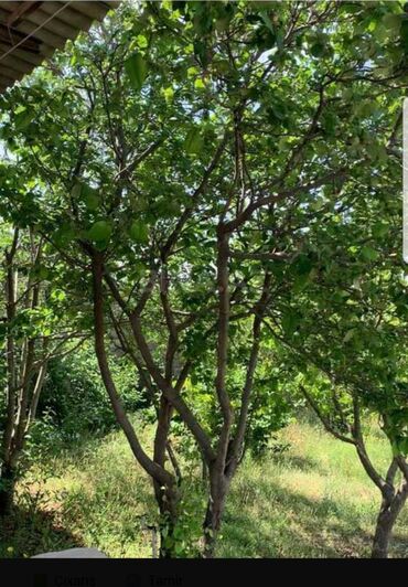 Həyət evləri və villaların satışı: 2 otaqlı həyət evi – yaşıllıqlı bağ sahəsi ilə - Yaşayış tipi: həyət — 4