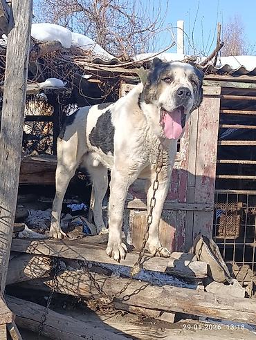 Вязка собак: Кабель возраст 4,5 года холка 94 супертяж чемпион Кыргызстана и — 8