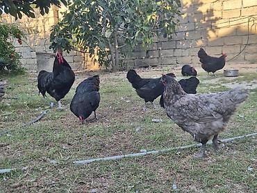Toyuqlar: Toyuq, Australorp, Damazlıq, Ödənişli çatdırılma — 3