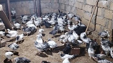 balaken heyvan satisi: 45 günlük Orginal Ataks və F6 cücələri Catdirilma var say çox olarsa — 1