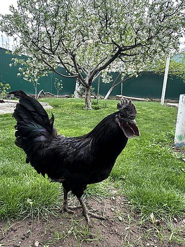Куры, петухи: Продаю | Петух | Для разведения — 12
