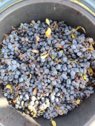 шкафы кухонные: Карагат Чекене, Өзү алып кетүү