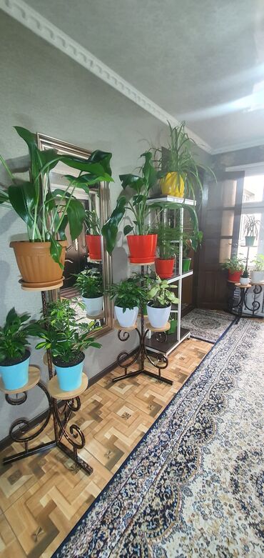 Декоративные цветы: Гүл койгучтар сатылат.биринчи ярус 52см,экинчи ярус 1м05см. баасы — 10