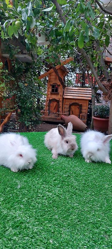bala pişik pulsuz: Angora tipli uzun tüklü dekorativ dovşanlar - Növ: Uzun tüklü (angora — 8