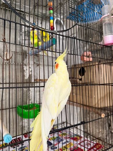 Tutuquşları: Korella erkey disi var 3 ayliq 6-7-9 ayliq hazir cut var korella bala — 4