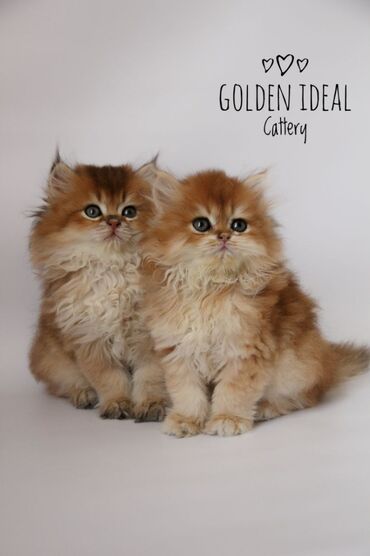 Коты: Профессиональный питомник "GOLDEN IDEAL"предлагает на бронь шикарных