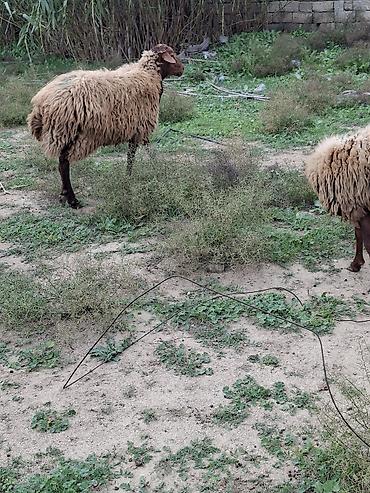 Qoyunlar, qoçlar: Erkək, Qala, il: 1, Damazlıq, Ətlik — 3