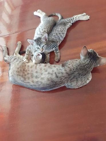 золотая шиншилла цена: Lənkəranda etibarlı əllərə iki bala pişiklər🐈🐈🐈sahibləndirilir.Şirin — 6