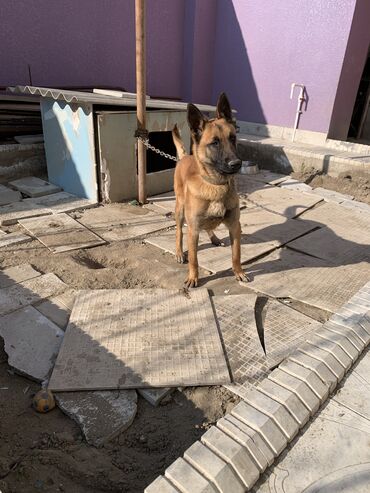 İtlər: Belçika çoban iti, 6 ay, Erkek, Peyvəndli, Ünvandan götürmə