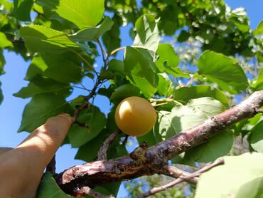 Продажа домов: Дом, 300 м², 4 комнаты, Собственник, Косметический ремонт at lalafo.kg — 21 Продажа домов: Дом, 300 м², 4 комнаты, Собственник, Косметический ремонт — 21